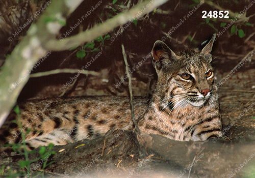 Bobcat (Lynx rufus)